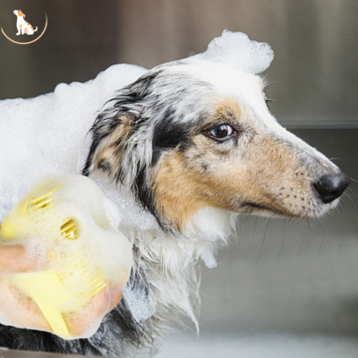Brosse de bain pour chien  | Softbrush™