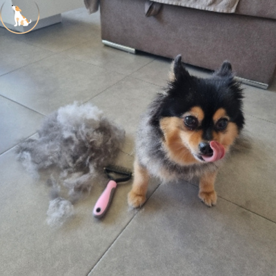 Brosse pour chien | DogBrush™