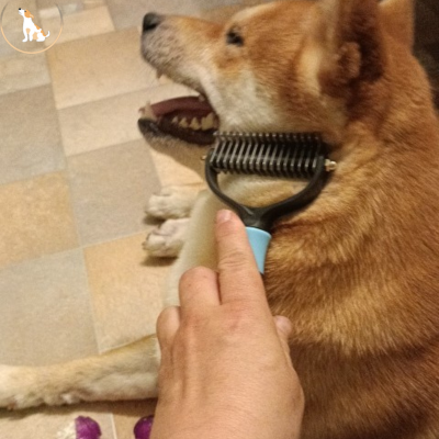 Brosse pour chien