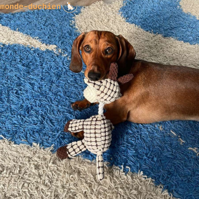 Pelluche-pour-chien