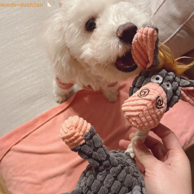 Pelluche-pour-chien