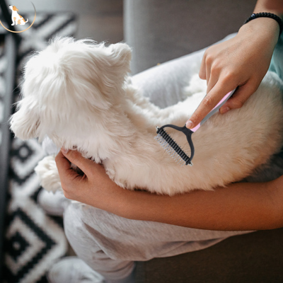 Brosse pour chien