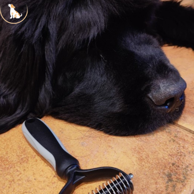 peigne pour chien